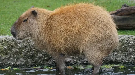 Kapybara