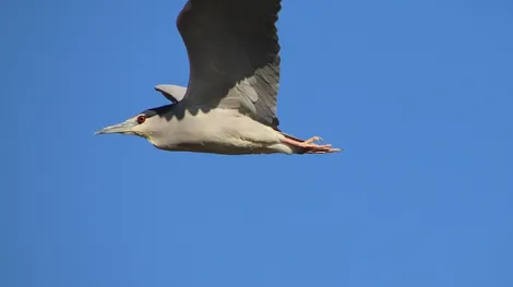 Night-Heron