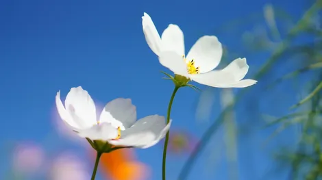 COSMOS